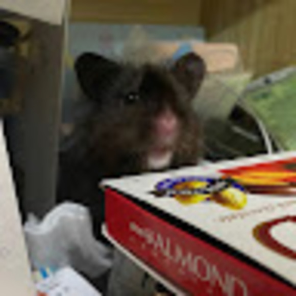 Meet your Posher, Pacifist - Picture 1 of 1